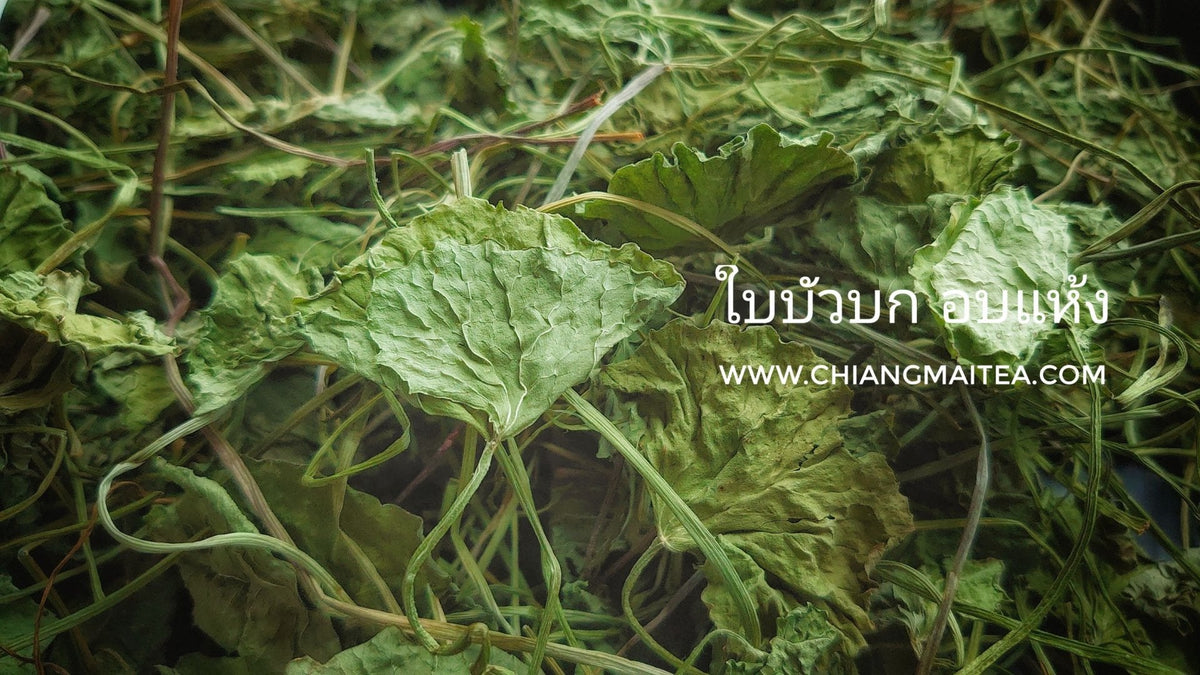 Chiang Mai Tea Gotu Kola Centella Asiatica Herbal Tea Relaxation for Everyday Energy 1 kg