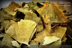 Chiang Mai Tea Ginkgo Biloba Dried Leaf Herbal Tea ‚ 1 kg