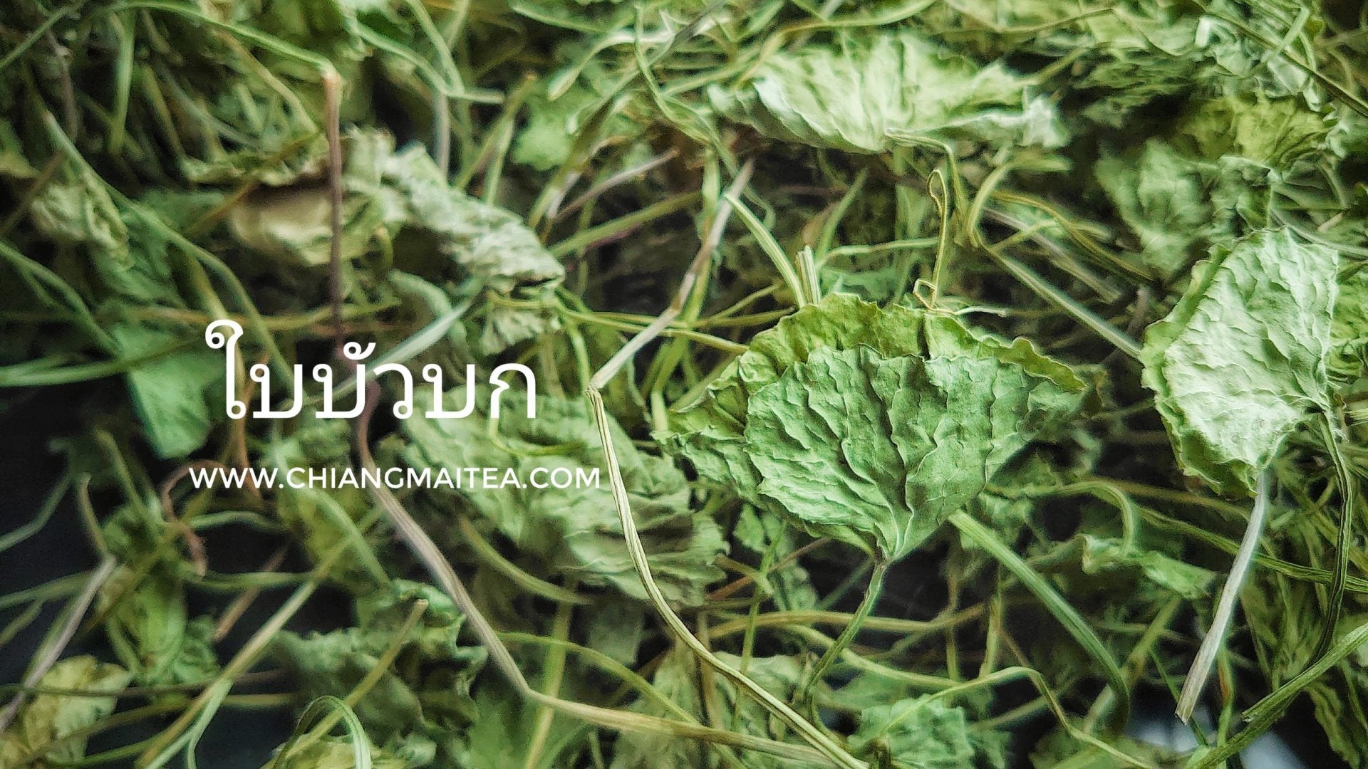 Chiang Mai Tea Gotu Kola Dried Leaf Herbal Tea ‚ 1 kg