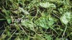 Chiang Mai Tea Gotu Kola Dried Leaf Herbal Tea ‚ 1 kg
