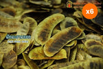 Chiang Mai Tea Senna Pods Herbal Tea for Occasional Regularity Support 1 kg